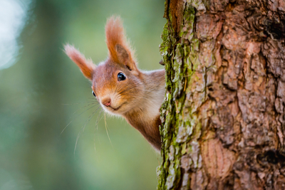 Eichhörnchen guckt hinter Baumstamm hervor