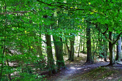 Blick in den Wald hinter dem Arbeitskammer-Bildungszentrum in Kirkel