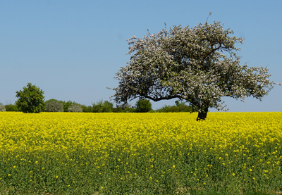 Blühende Wiese mit einem großen Apfelbaum