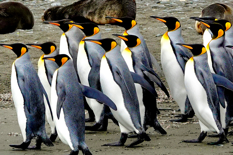 Gruppe Pinguine