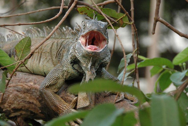 Drachenähnlicher Leguan inmitten von Blättern 
