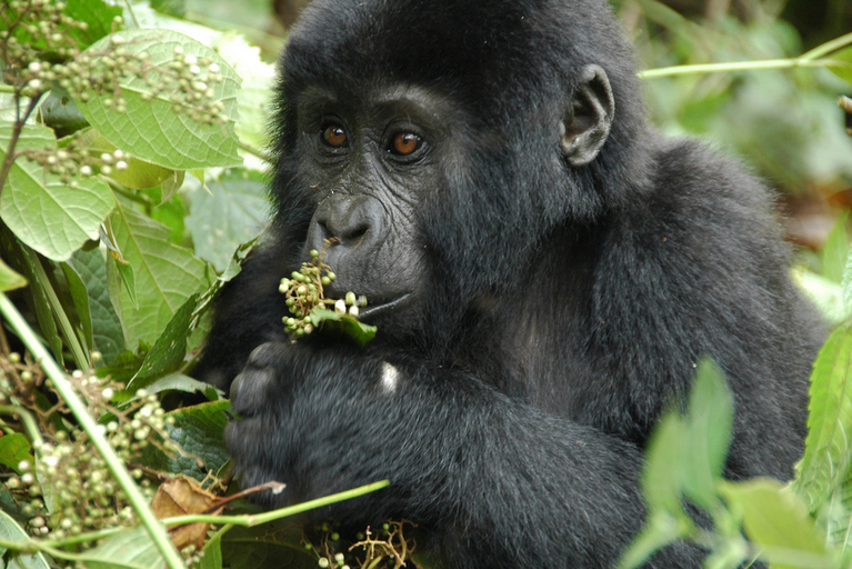 Ein Gorillababy beim Futtern