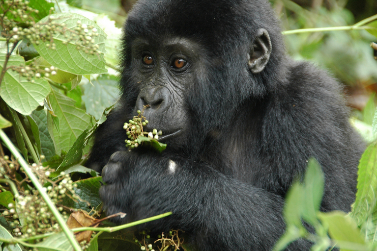 Ein Gorillababy beim Futtern
