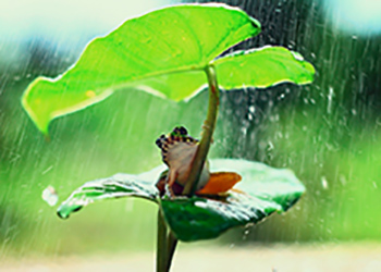 Foto eines Froschs, der zwischen zwei großen Blättern sitzt. Dabei schützt ihn das obere Blatt vor dem Regen, der gerade fällt